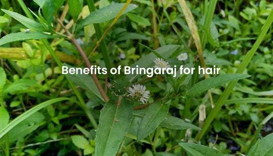 Benefits of Bringaraj for hair