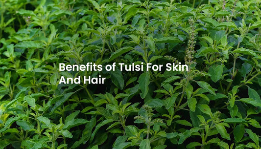 7 Benefits of Tulsi For Skin And Hair