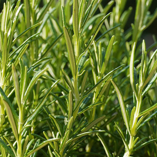 Rosemary